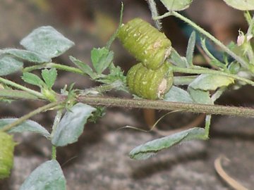 Specie di una Medicago